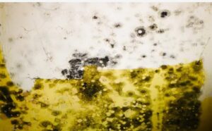 Emergency Mold Removal Services in Upstate New York