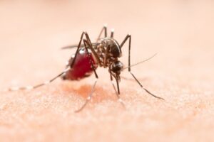 Tired of Mosquito Bites? Book Professional Mosquito Control Today 1 Tired of Mosquito Bites? Book Professional Mosquito Control Today