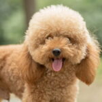How to Care for Your Toy Poodle Puppy in Dubai