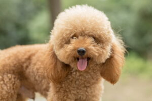 How to Care for Your Toy Poodle Puppy in Dubai 1 How to Care for Your Toy Poodle Puppy in Dubai