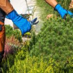 Local Garden Maintenance in Eastwood You Can Actually Trust 3 Local Garden Maintenance in Eastwood You Can Actually Trust