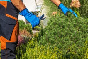Local Garden Maintenance in Eastwood You Can Actually Trust 1 Local Garden Maintenance in Eastwood You Can Actually Trust