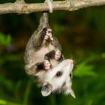 Effective Ways to Keep Your Melbourne Property Pest-Free