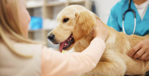Pet Hospital in Calgary for Personalized Animal Care