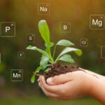 Role of Calcium Fertilizers in Improving Crop Quality