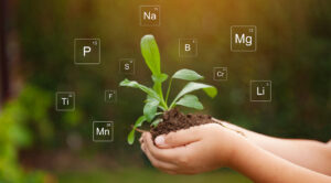 Role of Calcium Fertilizers in Improving Crop Quality
