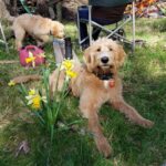 Are Labradoodles the Right Choice for You and Your Family?