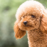 How Much Do Goldendoodle Puppies Really Cost in 2026?