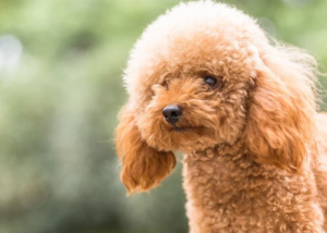 How Much Do Goldendoodle Puppies Really Cost in 2026?