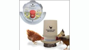 Why Should You Consider Building Your Own DIY Chicken Waterer Today?