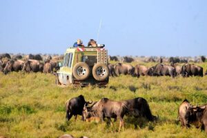 Top Qualities of Reliable Kilimanjaro Trekking & Serengeti Safari Organizers