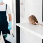 PERTH RAT 4