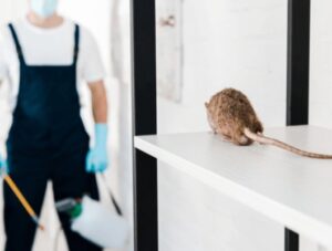 Don’t Let Rats Take Over: Professional Rodent Control Solutions in Perth & Armadale