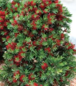 A Complete Guide to Adding Bottlebrush Trees to Australian Gardens