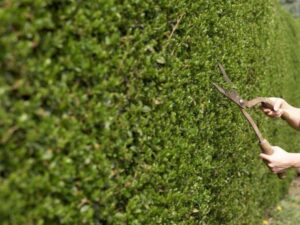 What Makes Hedge Trimming Essential for Garden Care? 1 What Makes Hedge Trimming Essential for Garden Care?
