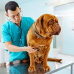 young man veterinarian examining dog table veterinary clinic medicineanimals health care 217236 8614