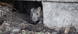 The Hidden Cost of Ignoring Rats in Your Home