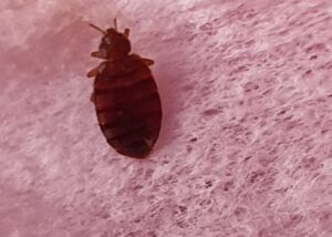 Hornet Control Services in Singapore | Fast & Safe Hornet Nest Removal 1 Hornet Control Services in Singapore | Fast & Safe Hornet Nest Removal