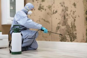Mold Removal Olympia: Protect Your Home from Dangerous Mold Growth