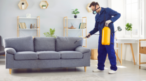 Need Affordable Pest Control Princes Hill for a Serious Pest Problem?