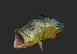 Premium Fish Replica and Fish Mount Services for Every Angler 1 Premium Fish Replica and Fish Mount Services for Every Angler
