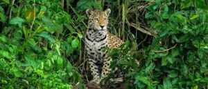 Wildlife Tours & Camuflage House Experiences for Nature and Adventure Lovers 1 Wildlife Tours & Camuflage House Experiences for Nature and Adventure Lovers