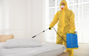 Need Affordable Pest Control in Pakenham?