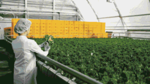 The Business Future of Food Supply Chains Beyond Agricultural Production