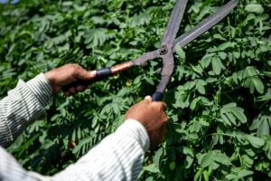 Garden Maintenance in Sydney: Mowing, Pruning & Cleanup Tips