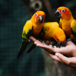 imgi 3 hands holding wild birds zoo 53876 63246