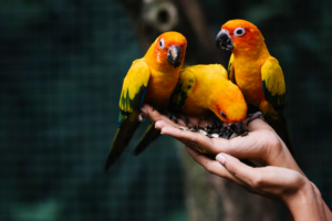 Bringing Home a Feathered Friend: A Complete Guide for New Parrot Owners in Dubai