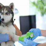 Veterinary Clinic in Calgary with Advanced Imaging Services 3 Veterinary Clinic in Calgary with Advanced Imaging Services