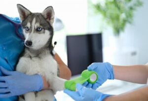 Veterinary Clinic in Calgary with Advanced Imaging Services