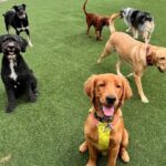 Ways to Vet the Quality of Premium Hoboken Dog Walking Services 3 Ways to Vet the Quality of Premium Hoboken Dog Walking Services