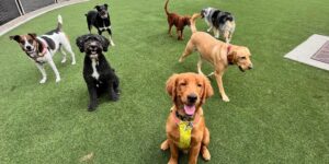 Ways to Vet the Quality of Premium Hoboken Dog Walking Services 1 Ways to Vet the Quality of Premium Hoboken Dog Walking Services