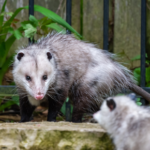 Do You Need Fast Help With Possums Removal Thornbury? 3 Do You Need Fast Help With Possums Removal Thornbury?