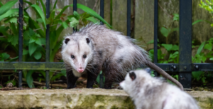 Do You Need Fast Help With Possums Removal Thornbury? 1 Do You Need Fast Help With Possums Removal Thornbury?