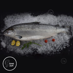 Online Fish Market Dubai: The Easy Way to Buy Live Fish Online in Dubai