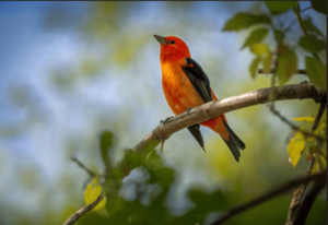 Bird Removal from Warehouse Services: Protecting Inventory, Employees, and Infrastructure