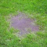8 Signs Your Yard Needs Drainage Solutions