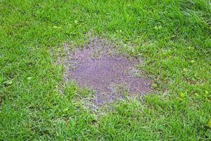 8 Signs Your Yard Needs Drainage Solutions