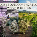 Indoor vs Outdoor THCA Flower Which Is Better