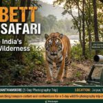 The Ultimate Guide to a Thrilling Corbett Tiger Safari