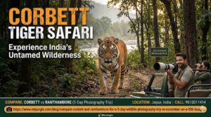 The Ultimate Guide to a Thrilling Corbett Tiger Safari