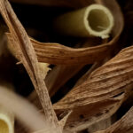 Lignin Market Insights [2025–2034] | Latest Industry Updates, Promising Growth Potential, Emerging Opportunities, Comprehensive Industry Analysis, and Long-Term Future Projections