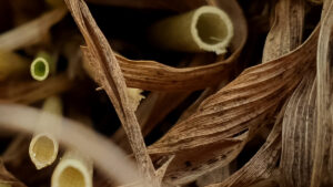 Lignin Market Insights [2025–2034] | Latest Industry Updates, Promising Growth Potential, Emerging Opportunities, Comprehensive Industry Analysis, and Long-Term Future Projections