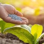 Nitrogenous Fertilizer Market