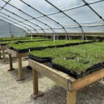 How Do Professional Sod Farms Meet the Demands of Championship Golf Course Turf?