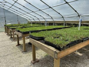 How Do Professional Sod Farms Meet the Demands of Championship Golf Course Turf? 1 How Do Professional Sod Farms Meet the Demands of Championship Golf Course Turf?