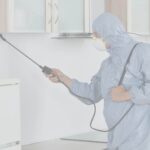 Professional Flies Control Singapore for Clean and Hygienic Spaces